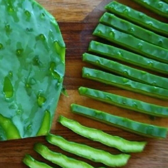 Prickly Pear Cactus 2 ea Spineless Opuntia Decorative Plant and Beauty Regimen. - Picture 4 of 12